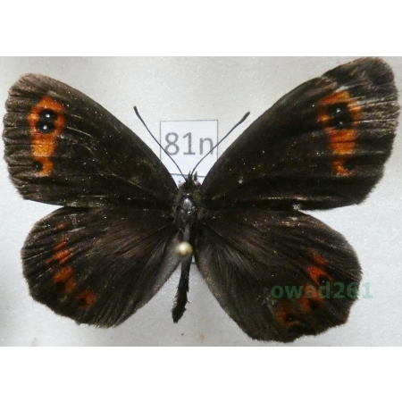 Erebia euryale (Esper, 1805) Górówka euriala Poland81n